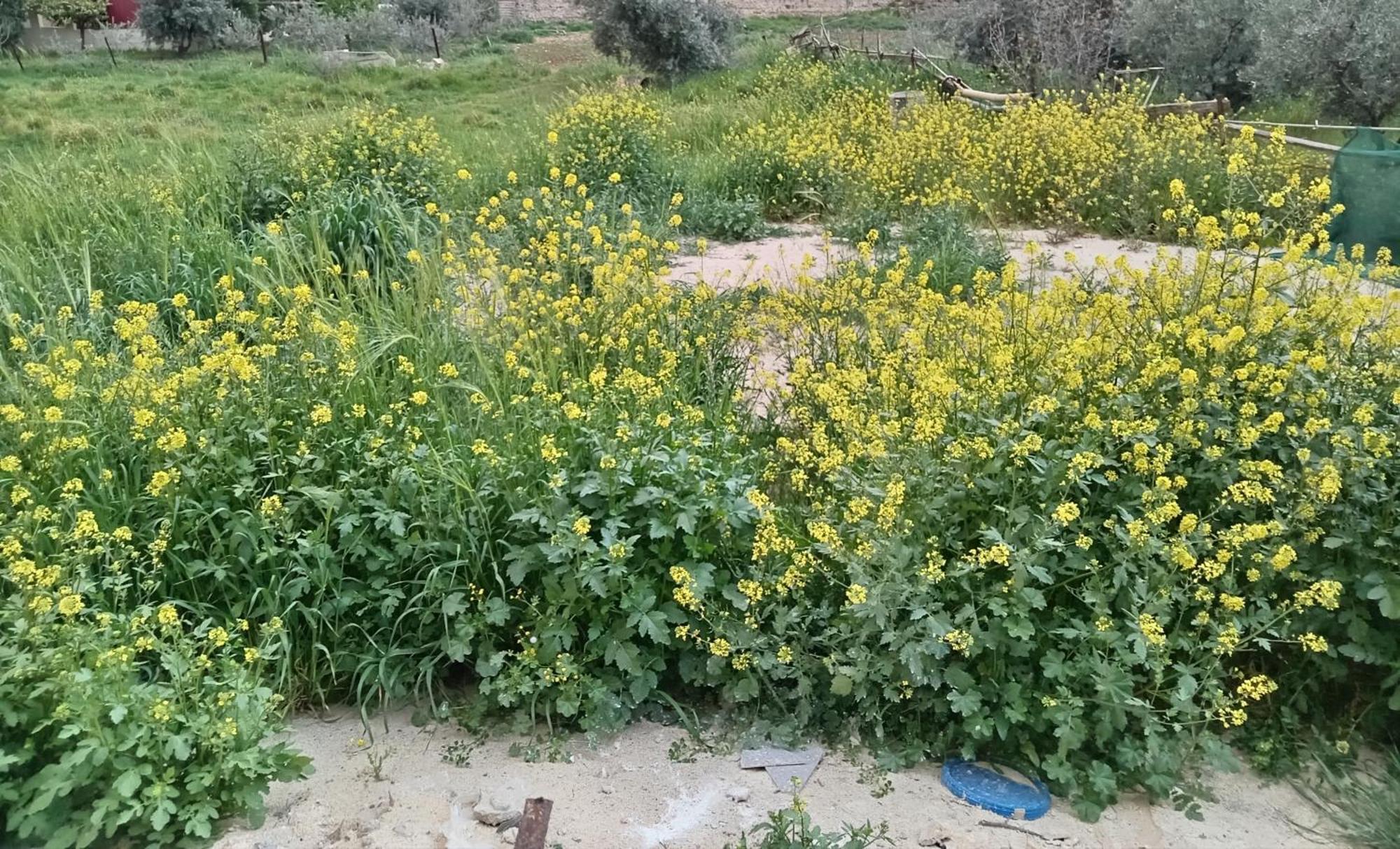 Emile Altwal Madaba Hotel Bagian luar foto